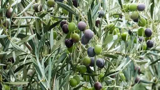 وزارة الزراعة تقدم نصائح هامة...