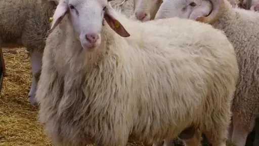 الجالية الإسبانية في كتالونيا تطالب...