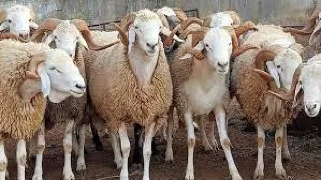 أسعار الأضاحي