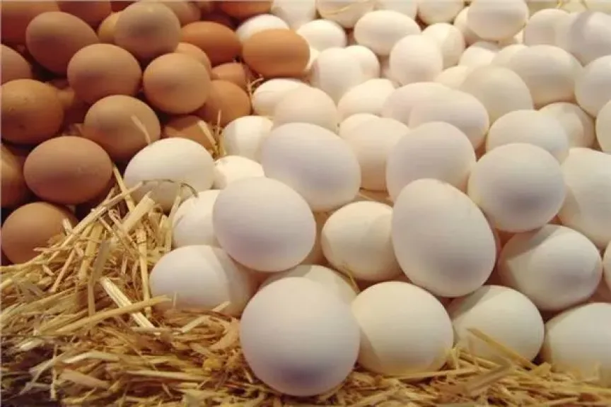 أسعار البيض