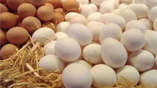 استقرار واضح: أسعار البيض اليوم...