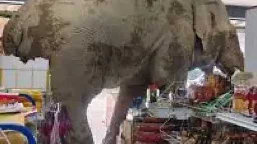 فيل يقتحم متجرًا في تايلندا...
