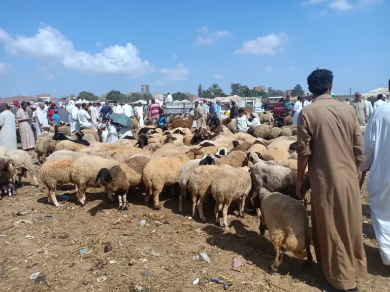 أسواق الماشية بالإسكندرية
