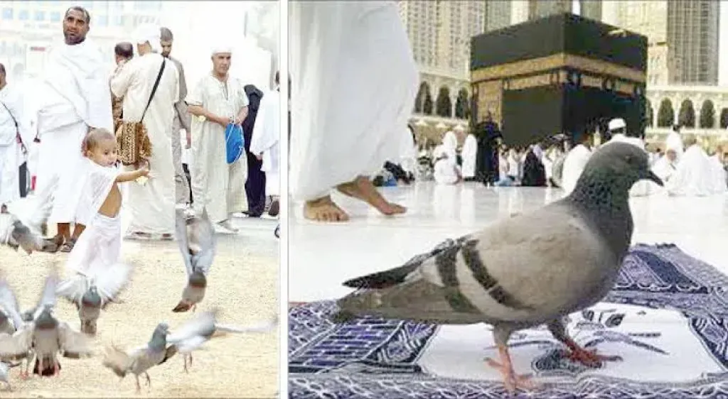 حمام الحمى