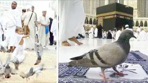 جزء من أهل المدينة.. حمام...