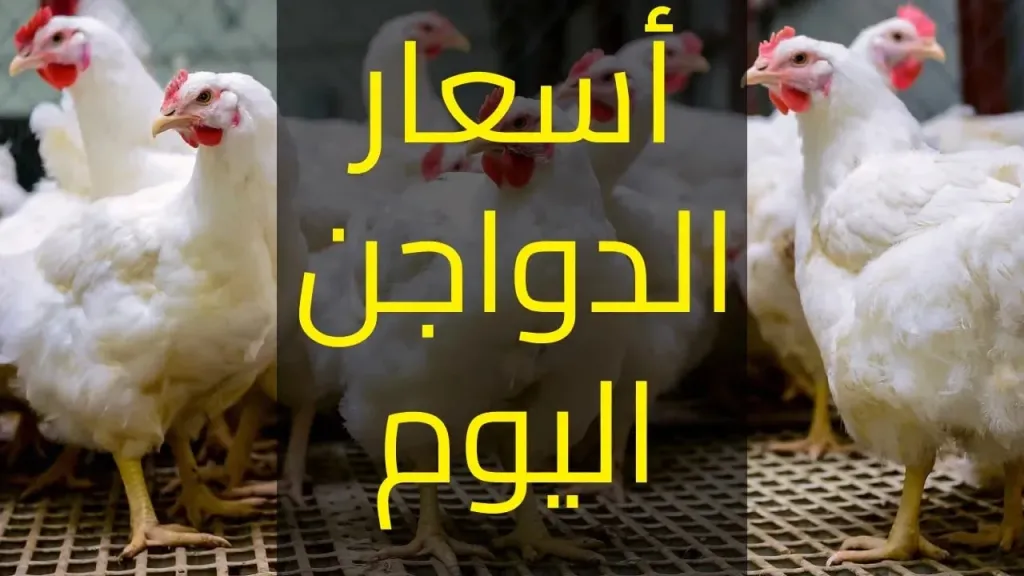 بورصة الدواجن