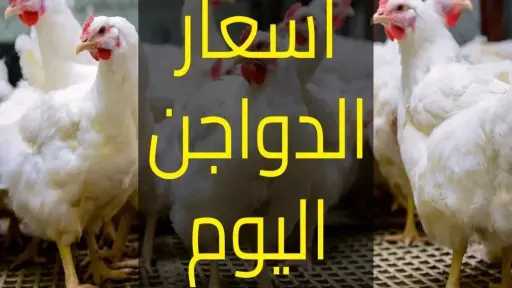 بعد الارتفاع الجديد.. أسعار الدواجن...