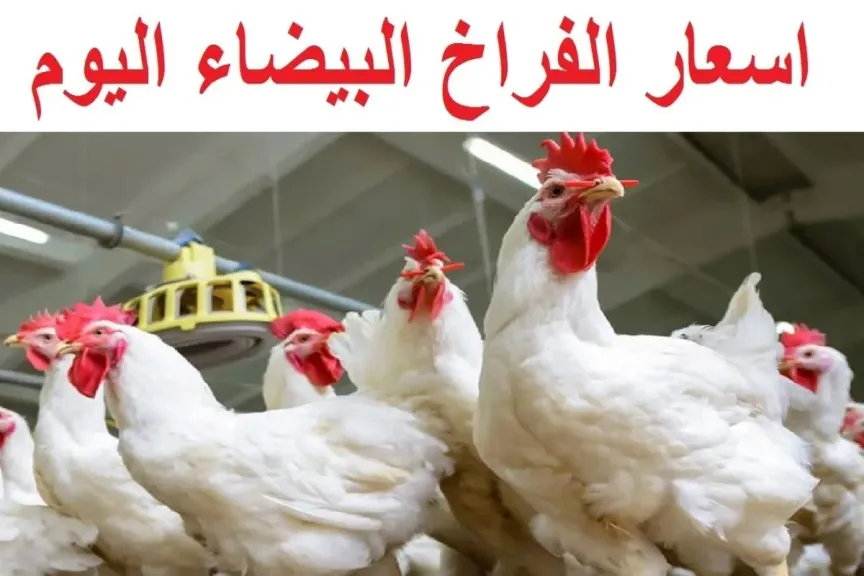 بورصة الدواجن اليوم