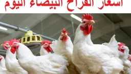 تحركات مفاجئة في السوق المصري.....
