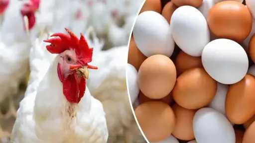 بورصة الدواجن.. تغيرات طفيفة في...