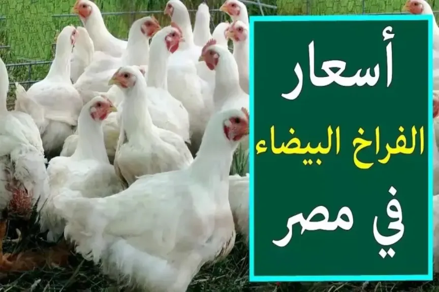 أسعار الدواجن في مصر
