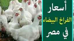 الاقتصاد
