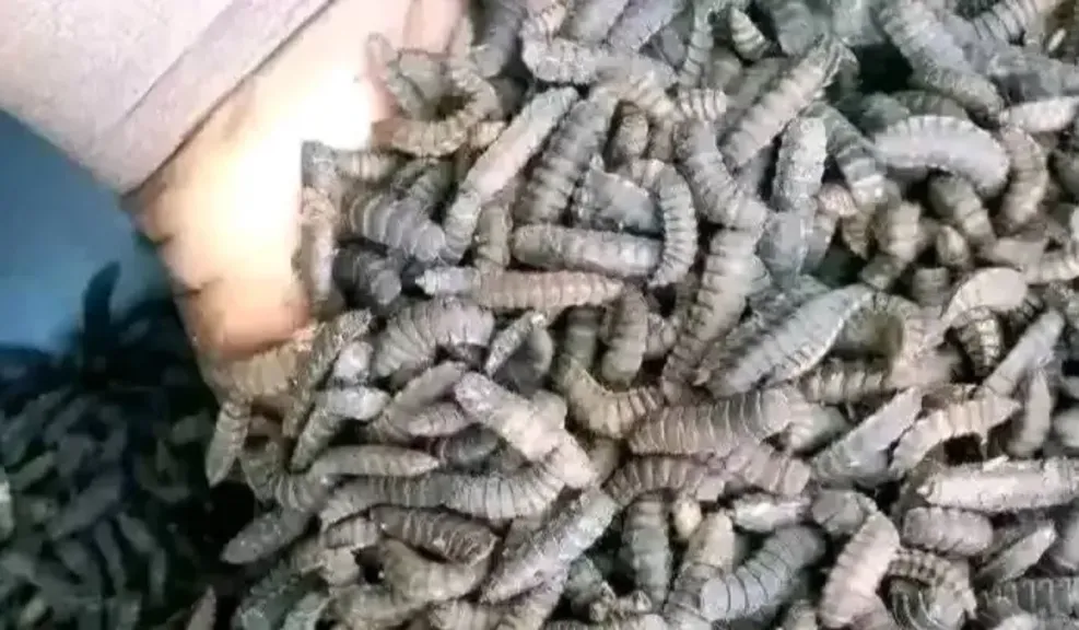 الطبيب الكوبي يودرميس