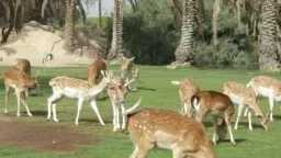 الأخبار