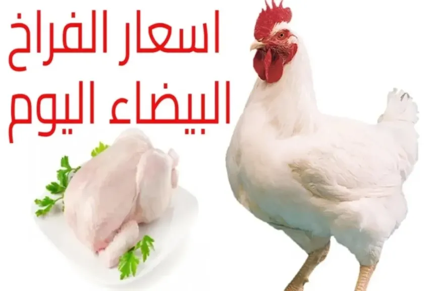 بورصة الدواجن اليوم- أسعار الفراخ البيضاء والبلدي اليوم الخميس 17 يوليو 2025 في السوق المصري