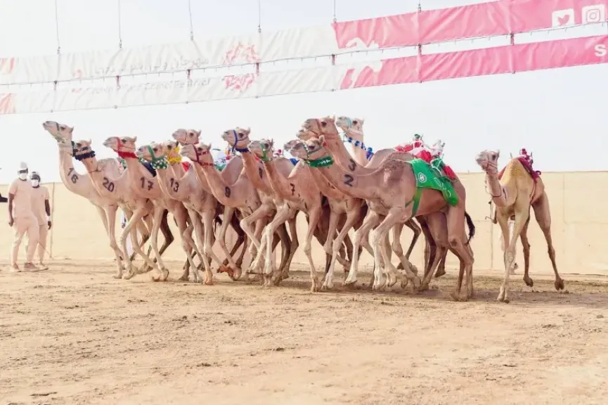 سباق هاجين