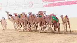 الاتحاد السعودي للهجن.. محافظ الطائف...