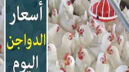 تعاملات بورصة الدواجن.. سعر كيلو...
