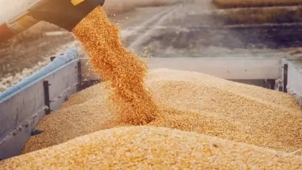 موسم توريد القمح