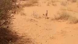 منوعات