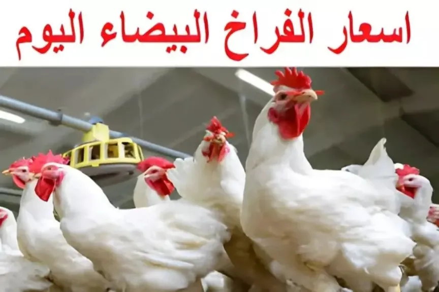 سعر كيلو الفراخ الآن.. سعر الفراخ البيضاء والبلدي في بورصة الدواجن والمحلات اليوم الأحد 27 يوليو 2025