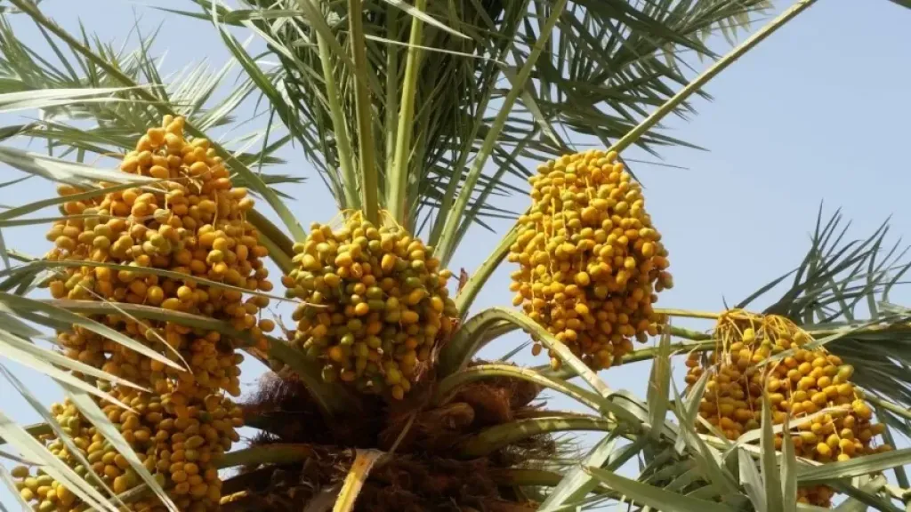 طباخ التمر