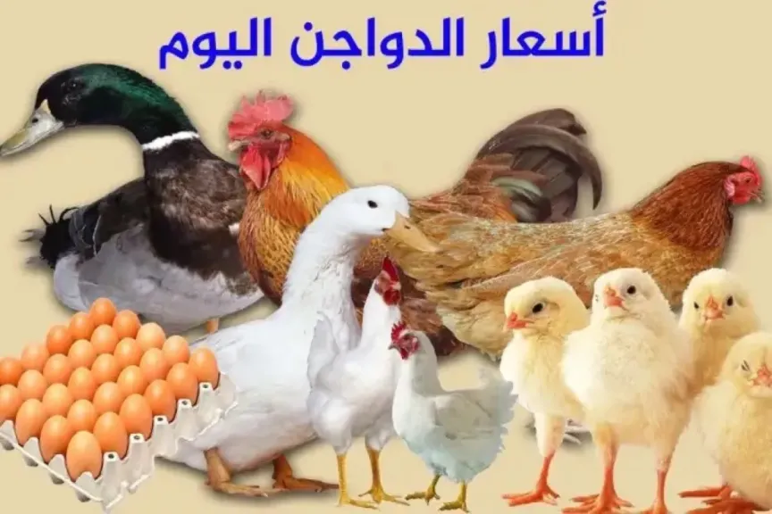 بورصة الدواجن المصرية.. أسعار الفراخ البيضاء والفراخ الساسو اليوم الثلاثاء 29 يوليو 2025 في مصر
