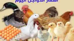 الاقتصاد