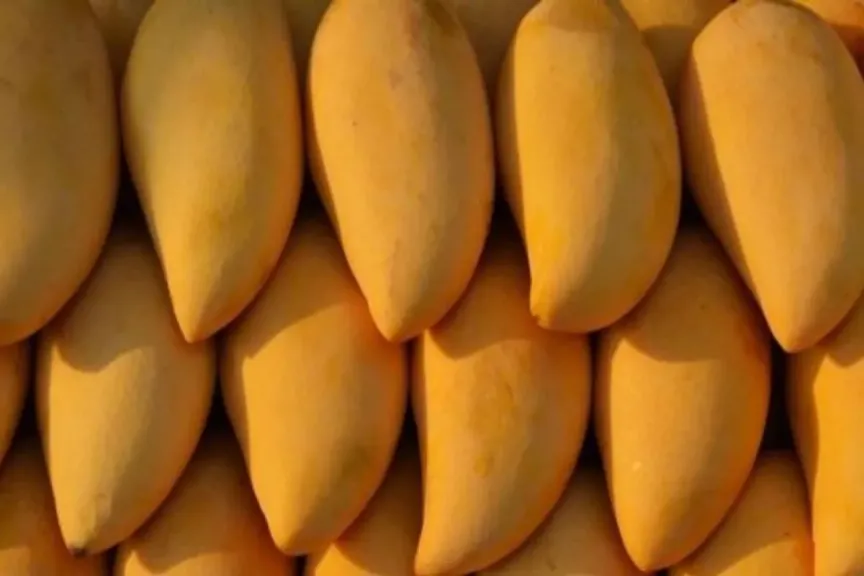 أسعار المانجا اليوم