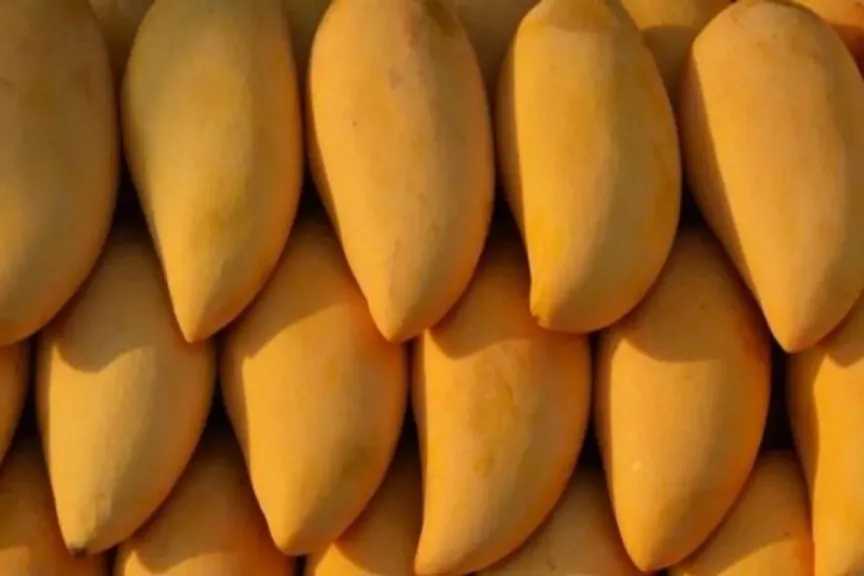 تبدأ من 25 جنيه.. أسعار المانجا اليوم في مصر الأحد 3 أغسطس 2025