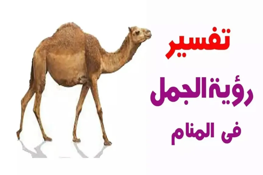 تفسير حلم الإبل الكثيرة