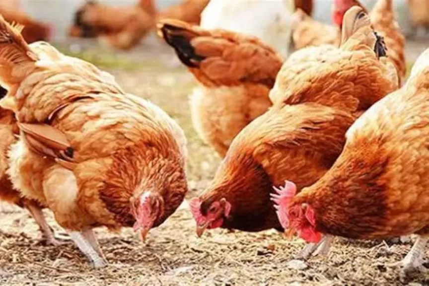 أسعار الفراخ البيضاء