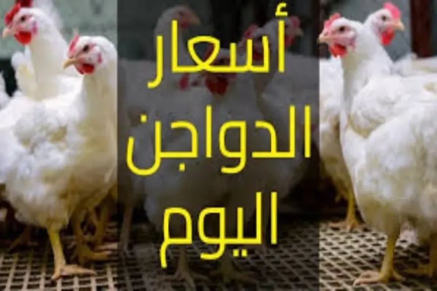 أسعار بورصة الدواجن الرئيسية