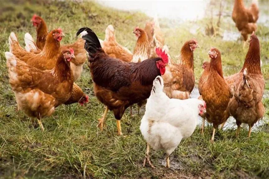 أسعار بورصة الدواجن الرئيسية