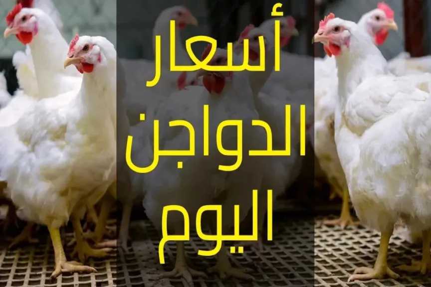 سعر الفراخ البيضاء اليوم في بورصة الدواجن الرئيسية والفراخ البانيه والببيض اليوم الأربعاء 8 أكتوبر 2025