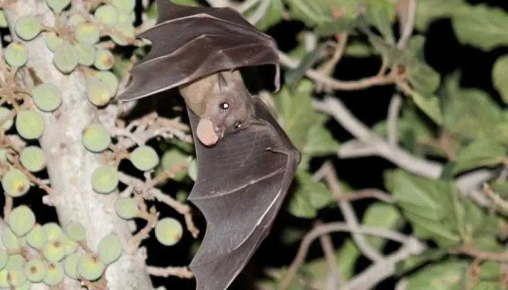 اكتشاف سلالة جديدة من فيروس كورونا في الخفافيش البرازيلية ذات الشارب يثير مخاوف عالمية