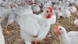 ارتفاع الساسو واستقرار البيضاء.. سعر...