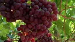 الفاكهة المصرية… نكهة تتفوّق عالميًا...