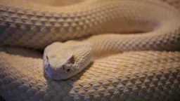 تفسير حلم الافعى بمختلف ألوانها...