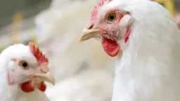 بورصة الدواجن الرئيسية اليوم: سعر...