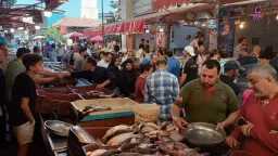 بكم البلطي اليوم؟ ارتفاع أسعار...