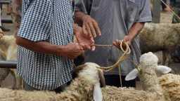 هل هو جائز شرعاً؟ حكم...