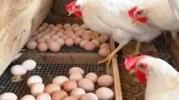 بورصة الدواجن الرئيسية الآن: سعر...