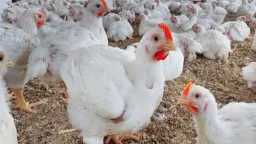 ارتفاع في بورصة الدواجن: سعر...