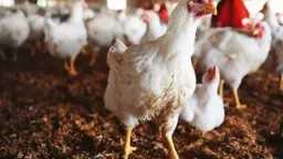 بورصة الدواجن اليوم أسعار الفراخ...