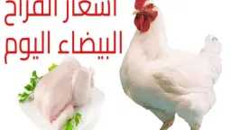 بورصة الدواجن الان أسعار الفراخ...