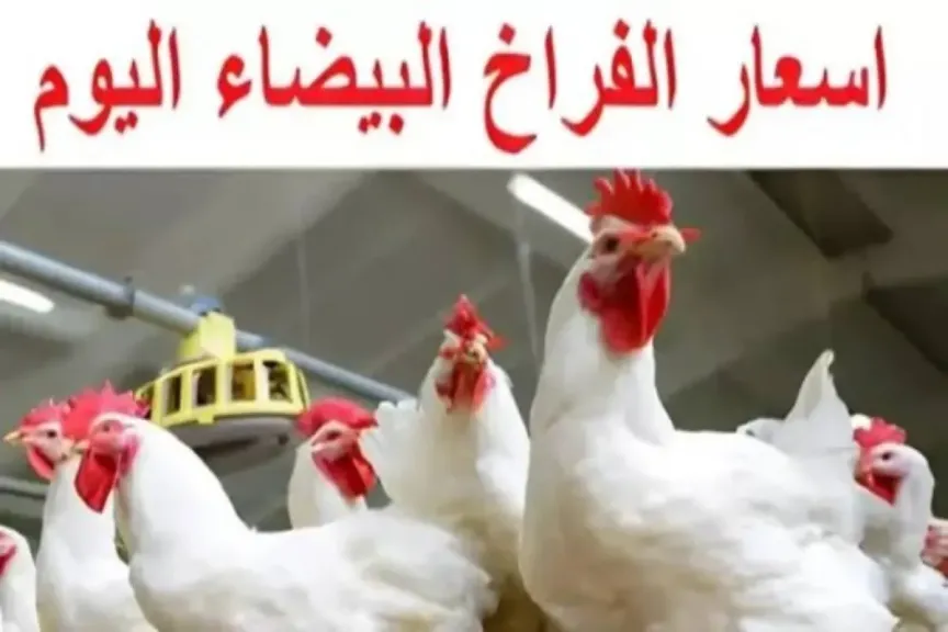 بكم كيلو الدجاج في السوق.. سعر الفراخ البيضاء اليوم الثلاثاء 16 ديسمبر 2025 في بورصة الدواجن الرئيسية