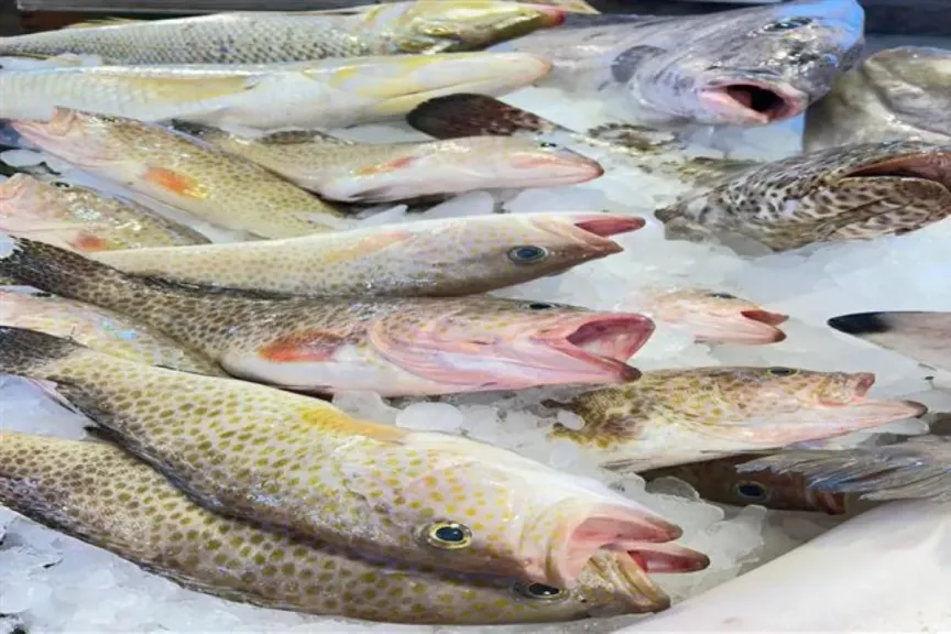 سعر السمك اليوم في سوق العبور.. البلطي والجمبري بكم اليوم الثلاثاء 16 ديسمبر 2025