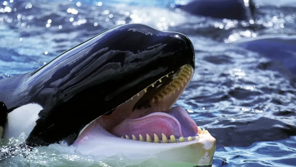 عاجل.. وفاة الحوت الأكثر وحدة في العالم كشامينك بعد 33 عام بالأرجنتين