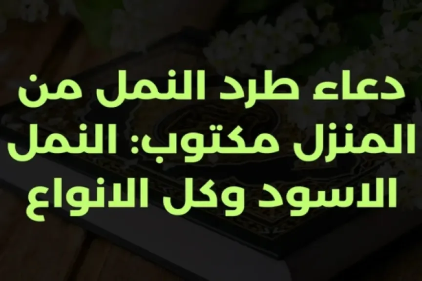 دعاء طرد النمل من البيت حتى يخرج.. طرد النمل من البيت بالرقية